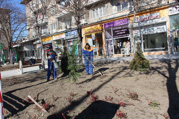 Започна залесяване на зелените площи по бул. "Княгиня Мария Луиза" в Пловдив Започна залесяване на зелените площи по бул. "Княгиня Мария Луиза" в Пловдив