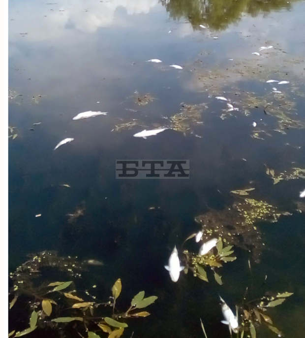 Мъртва риба е открита в река Тунджа Мъртва риба е открита в река Тунджа