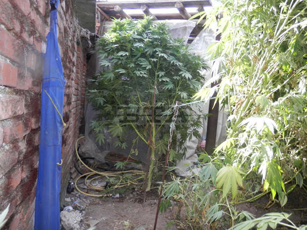 Домашна оранжерия за марихуана е открита в пазарджишкото село Синитово