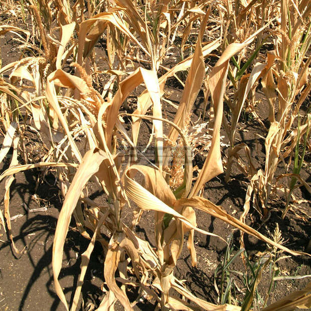 Сушата свали цената на земята в Добричкия регион