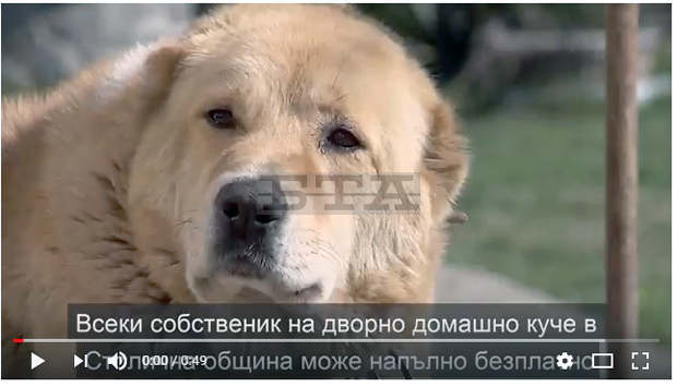 Започва кампания за безплатно кастриране на дворни домашни кучета Започва кампания за безплатно кастриране на дворни домашни кучета