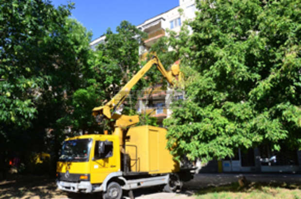 Във Видин започна обработка на зелени площи срещу бяла американска пеперуда