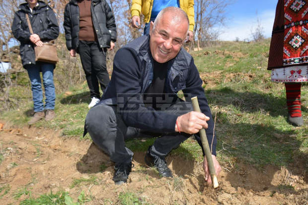 Четири декара питомен кестен бяха залесени днес в Брежани