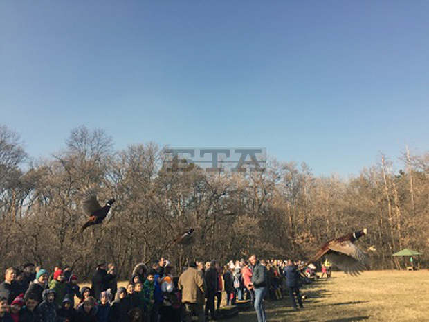 Ученици пуснаха 120 фазана в столичен лесопарк