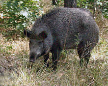 Африканската чума по диви прасета циркулира в Пернишка област