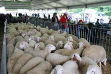 Деветото издание на Националния събор на овцевъдите в България ще бъде отложено