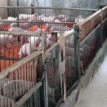 Потвърдено е огнище на Африканска чума по свинете в стопанство в петричкото село Кавракирово