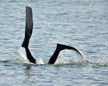 Момче на 15 години се е удавило в морето на плажа "Крайморие"