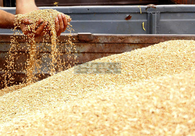 По 687 килограма от декар пшеница прибират стопаните в община Лом