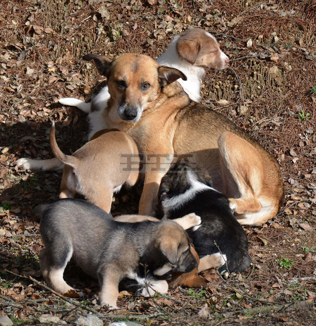 Община Исперих започва дейности по овладяване популацията на безстопанствените кучета