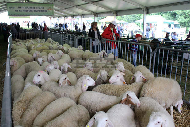 Деветото издание на Националния събор на овцевъдите в България ще бъде отложено