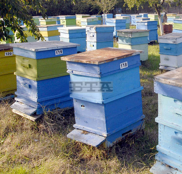Собствениците на пчелни семейства около Плевен трябва да предприемат мерки за опазването им от отравяне от 5 до 10 април