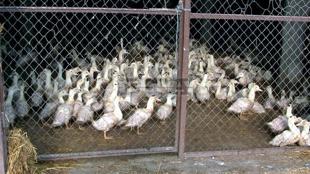 Областната епизоотична комисия в Ямбол набеляза мерки срещу  птичия грип