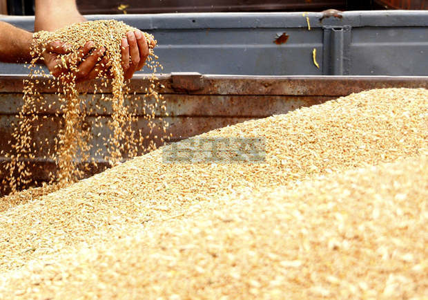 Зърнопроизводителите в Разградско прибраха близо 30 000 тона ечемик