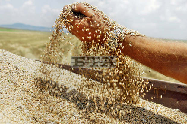 Жътвата на пшеницата в Добричка област завърши с реколта от 216 000 тона