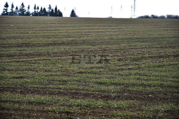 Масиви с млада пшеница в Добричка област започнаха да пожълтяват заради продължаващото засушаване