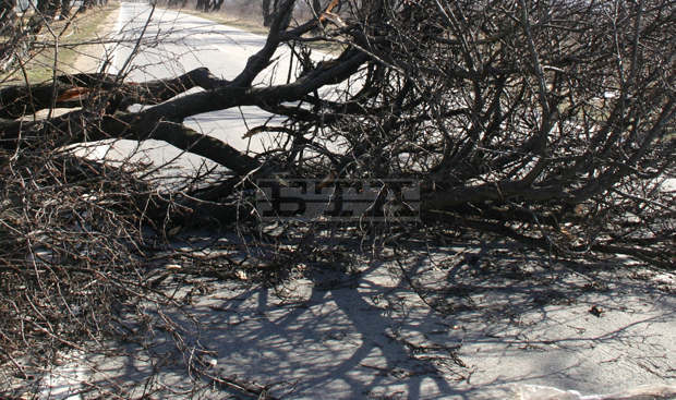 Силен вятър е съборил дървета по пътища край Монтана