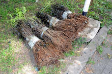 Доброволци ще садят фиданки в Русе