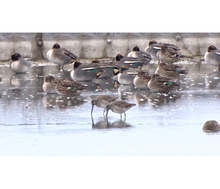 Орнитолози откриха нов вид птица в Атанасовското езеро в Бургас