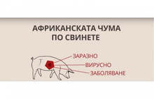 Потвърдени са нови случаи на Африканска чума по свинете в област Шумен