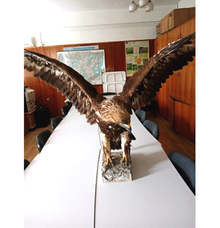 Еколози от РИОСВ в Монтана иззеха препариран орел по обява в интернет