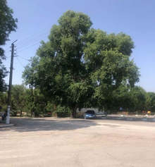 Вековен полски бряст в село Ковачево е обявен за защитено дърво