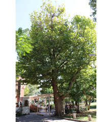 Три вековни дървета в София са обявени за защитени