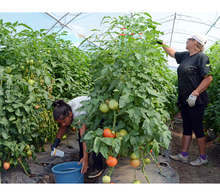 "Чудната градина" в Добрич отглежда домати рекордьори и подготвя разсад за есенното зеле
