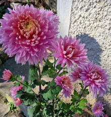 Температурен рекорд за датата 4 ноември от 26,1 градуса бе регистриран в Търговище