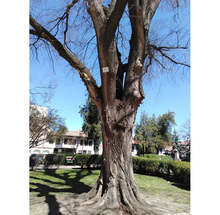 Дървета-"ветерани", поставили началото на градския парк в Добрич, са обозначени с табели