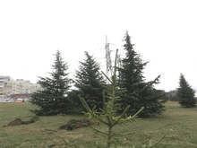 Казанлъшките медици садят Коледна гора