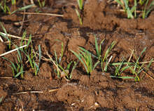 Заради зимното засушаване и по-топлото време пшеничени полета в Добричка област започват да пожълтяват