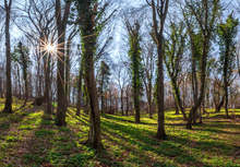 В община Харманли под закрила са поставени 115-годишни гори