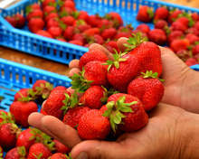 По-ниски добиви от ягоди отчитат стопаните от Търговищко