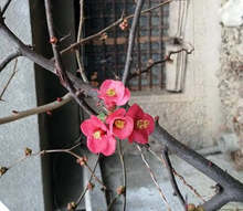 Декоративен храст - японска дюля цъфна в Търговище през февруари