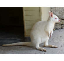 Кенгуру-албинос е най-новият обитател на Зооокъта в Павликени