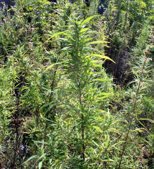 Нива, засята с коноп е открита в района на Лясковец