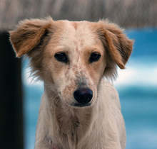 Кученцата от общинския приют на Пловдив отново ще бъдат в "Капана" тази неделя