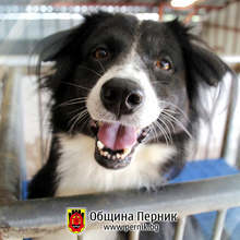 Утре ще се кастрират безплатно кучета в общинския приют в Перник