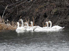 Ято лебеди радват жителите на кубратското село Звънарци