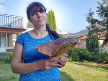 Гъбари намериха манатарка гигант край Смолян