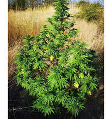 Двама мъже - дилър и собственик на малка плантация с марихуана са задържани в ареста на МВР в Стамболийски