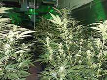 Наркооранжерия е разкрита в шуменското село Златна нива при специализирана полицейска операция