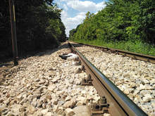 Откриха загинали щъркели в Разградско