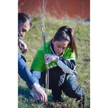 Повече от 1000 дръвчета ще бъдат засадени в община Мездра в инициативата "Да засадим дърво за Коледа!"