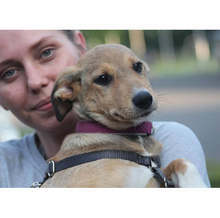 От общинските приюти на ОП "Екоравновесие" са осиновени 637 кучета от началото на годината