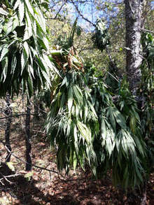 Мащабна специализирана полицейска операция за противодействие на производството и разпространението на наркотици в Пазарджик