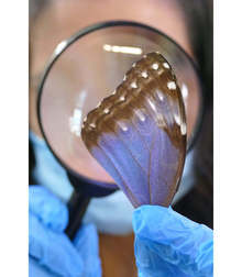 "Есенен фестивал на пеперудите" започна  в Природонаучния музей в Пловдив