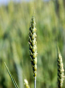 Близо 1700 дка земеделска земя отдава под наем на таен търг Община Генерал Тошево