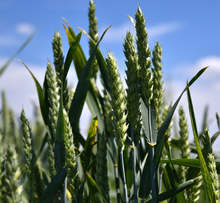 С падналите локални валежи първите пшеници в Добричкия регион поникнаха